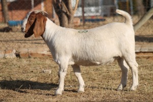 1 X BOERBOK EWE WIL JO BOERBOK STUD