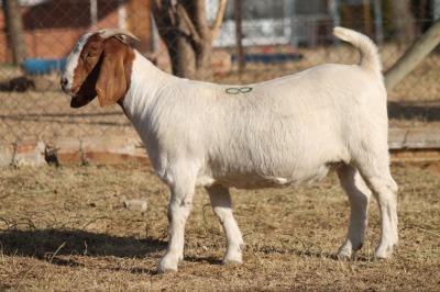 1 X BOERBOK EWE WIL JO BOERBOK STUD