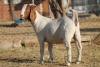 1 X BOERBOK EWE WIL JO BOERBOK STUD - 3