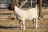 1 X BOERBOK EWE WIL JO BOERBOK STUD - 4