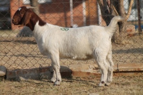 1 X BOERBOK EWE WIL JO BOERBOK STUD 