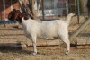 1 X BOERBOK EWE WIL JO BOERBOK STUD - 2