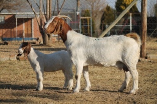 1 + 1 X BOERBOK EWE WIL JO BOERBOK STUD