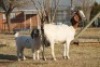 1 + 1 X BOERBOK EWE WIL JO BOERBOK STUD - 2