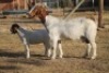 1 + 1 X BOERBOK EWE WIL JO BOERBOK STUD - 3