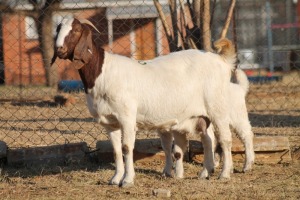 1 + 1 X BOERBOK EWE WIL JO BOERBOK STUD 