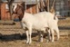 1 + 1 X BOERBOK EWE WIL JO BOERBOK STUD