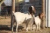 1 + 1 X BOERBOK EWE WIL JO BOERBOK STUD - 2