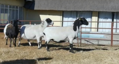 3 X MEATMASTER SKAAP EWE PH POTGIETER - MEATMASTER (Per Piece to take the lot) 