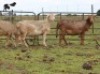LOT 43 3X MEATMASTER OOI/EWE CHRISTOF GROBLER : 0837812076 - 2