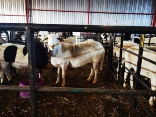 1 X MEATMASTER SKAAP EWE PH POTGIETER - MEATMASTER 