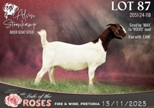 1 X BOER GOAT STUD DOE Alvin Steenkamp Boer Goat Stud