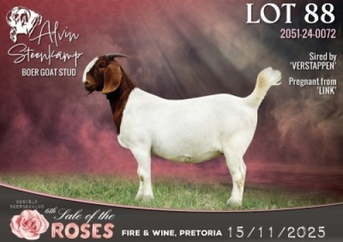 1 X BOER GOAT STUD PREGNANT DOE Alvin Steenkamp Boer Goat Stud