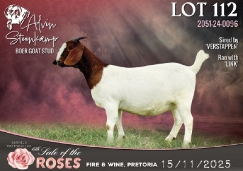 1 X BOER GOAT STUD DOE Alvin Steenkamp Boer Goat Stud