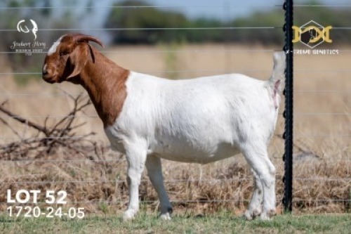 1 X BOER GOAT STUD DOE Joubert Horn Boergoat Stud