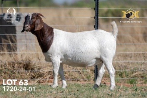 1 X BOER GOAT STUD DOE Joubert Horn Boergoat Stud