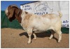 1 X BOERBOK RAM CR BOTHA BOERBOKSTOET - STOET