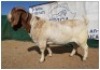 1 X BOERBOK RAM CR BOTHA BOERBOKSTOET - STOET