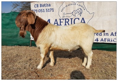 1 X BOERBOK RAM CR BOTHA BOERBOKSTOET - KUDDE/SPEEN