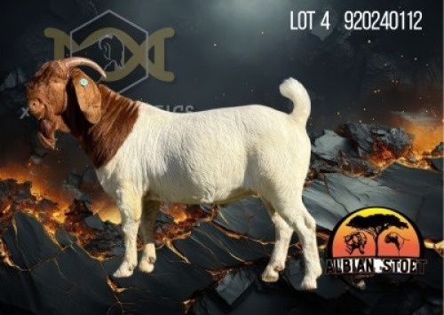 1 X BOER GOAT STUD BUCK Albian Stud