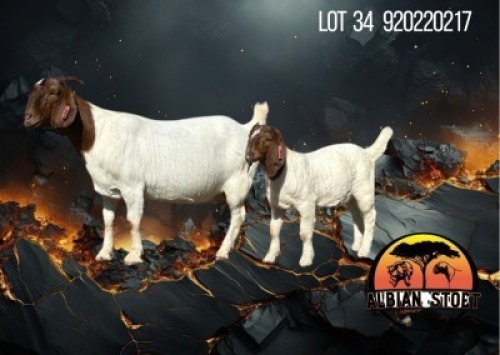1+1 X BOER GOAT FLOCK DOE Albian Stud