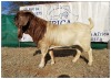 1 X BOERBOK RAM CR BOTHA BOERBOKSTOET - KUDDE/SPEEN