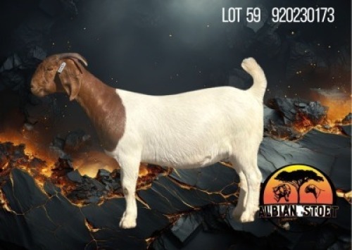 1 X BOER GOAT STUD DOE Albian Stud