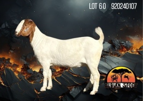 1 X BOER GOAT STUD DOE Albian Stud