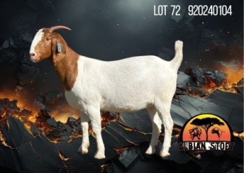 1 X BOER GOAT FLOCK DOE Albian Stud