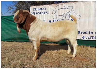 1 X BOERBOK RAM CR BOTHA BOERBOKSTOET - STOET