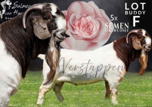 5 X BOER GOAT SEMEN STRAWS Sponsored by Salmon van Huyssteen Boer Goat Stud (Per piece to take the lot)