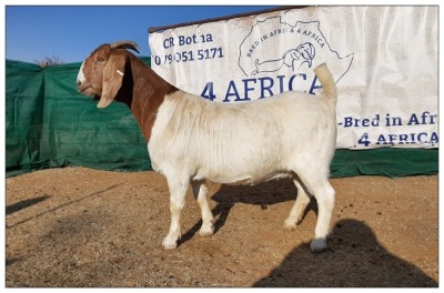 1 X BOERBOK OOI/EWE CR BOTHA BOERBOKSTOET - STOET