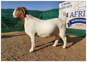 1 X BOERBOK OOI/EWE CR BOTHA BOERBOKSTOET - STOET