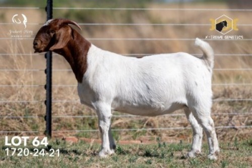 1 X BOER GOAT FLOCK TEATS DOE Joubert Horn Boergoat Stud