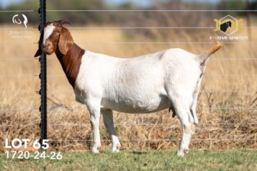 1+2 X BOER GOAT STUD DOE Joubert Horn Boergoat Stud