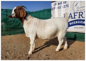 1 X BOERBOK OOI/EWE CR BOTHA BOERBOKSTOET - STOET