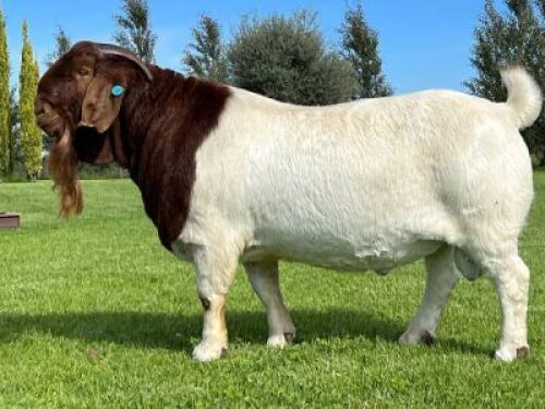 10 X BOER GOAT SEMEN STRAW Joubert Horn Boergoat Stud
