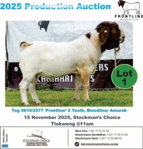 1 X BOER GOAT BUCK Frontline Breeders