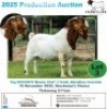 1 X BOER GOAT BUCK Frontline Breeders
