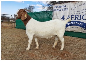 1 X BOERBOK OOI/EWE CR BOTHA BOERBOKSTOET - KUDDE