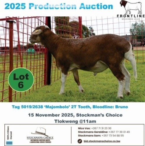 1 X MEAT MASTER RAM Frontline Breeders