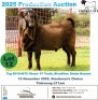 1 X KALAHARI RED BUCK Frontline Breeders