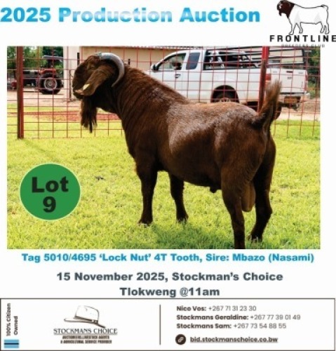 1 X KALAHARI RED BUCK Frontline Breeders