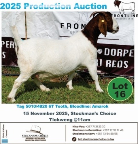1 X BOER GOAT DOE Frontline Breeders