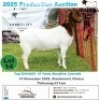 1 X BOER GOAT DOE Frontline Breeders