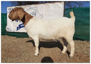 1 X BOERBOK OOI/EWE CR BOTHA BOERBOKSTOET - STOET