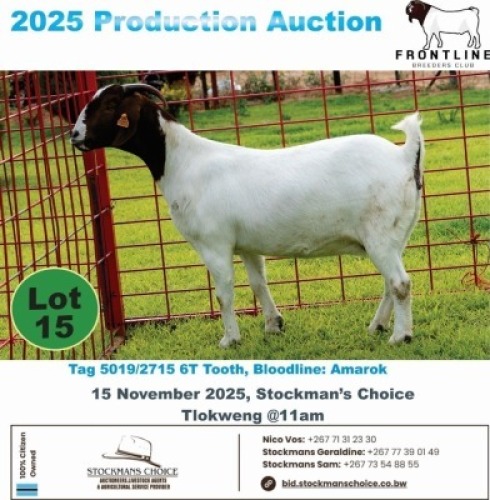 1 X BOER GOAT DOE Frontline Breeders