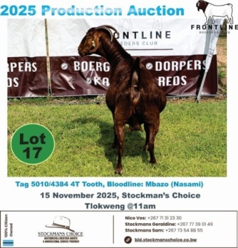1 X KALAHARI RED DOE Frontline Breeders