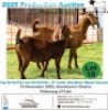 2 X KALAHARI RED DOE Frontline Breeders (Per animal to take the lot)