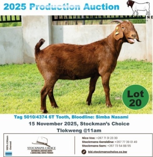 1 X KALAHARI RED DOE Frontline Breeders